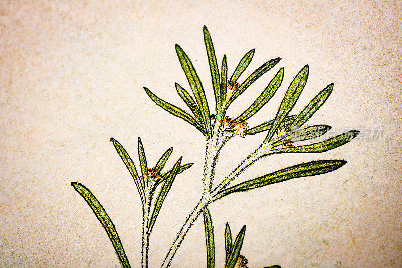 古植物学插图:沼泽Cudweed, Gnaphalium uliginosum